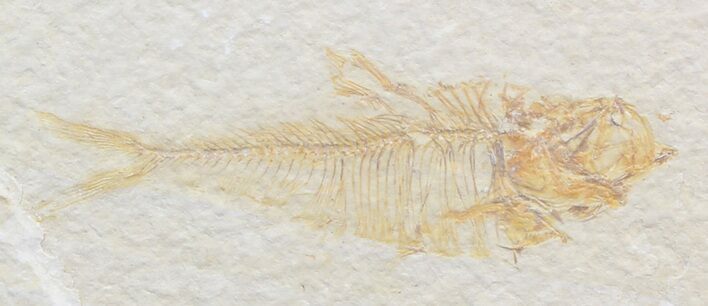 Bargain Diplomystus Fossil Fish - Wyoming #44220